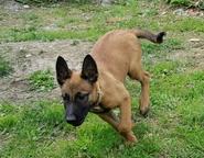 Belgian Shepherd Malinois puppies for sale - Belgian Shepherd Dog (015)