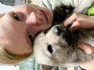 Czechoslovakian Wolfdog puppies for sale - Československý vlčák (332)