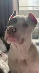 American bully xl - American Staffordshire Terrier (286)