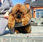 Dogs of your dream - Tibetan Mastiff (230)