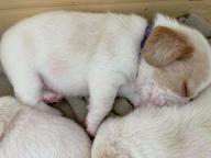 Beagle puppies for sale - Beagle (161)