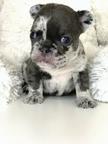 French bulldog puppies - French Bulldog (101)