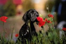 Great Dane puppies - Great Dane (235)