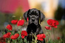 Great Dane puppies - Great Dane (235)