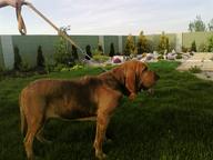 bloodhound puppies - Bloodhound (084)