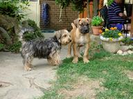 Boerboel puppies for sale - Boerboel