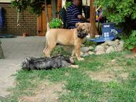 Boerboel puppies for sale - Boerboel