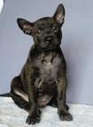 Thai Ridgeback PUPPY  - Thai Ridgeback Dog (338)