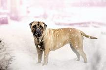 Bullmastiff - Bullmastiff (157)