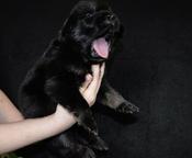 Mastif Tybetański  - Mastiff (264)