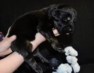 Mastif Tybetański  - Mastiff (264)