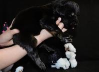 Mastif Tybetański  - Mastiff (264)