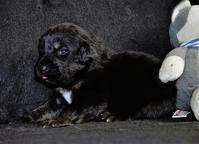 Mastif Tybetański  - Mastiff (264)