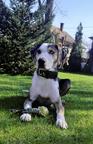 Louisiana Catahoula Leopard puppies for sale  - Catahoula Cur