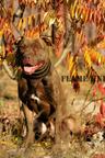 American Pit Bull Terrier (Red Node) - American Pit Bull Terrier