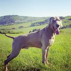 Weimaraner puppies - Weimarský stavač (099)