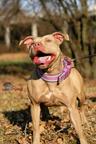 American Pit Bull Terrier (Red Node) - American Pit Bull Terrier