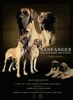 Great Dane puppies - Great Dane (235)