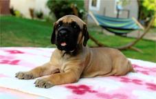 Great Dane puppies - Great Dane (235)