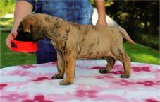 Great Dane puppies - Great Dane (235)