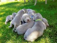 Weimaraner puppies - Weimarský stavač (099)