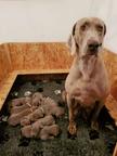 Weimaraner puppies - Weimarský stavač (099)