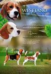 Beagle puppies Fci pedigree - Beagle (161)