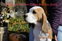 Beagle puppies Fci pedigree - Beagle (161)