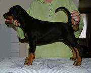 Dobermann puppies, FCI pedigree, 3 month old - Dobermann (143)