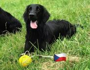 Flat coated retriever s PP - Flat coated retrívr (121)