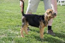 Show class Bloodhound puppies for sale from Hungary - Bloodhound (084)