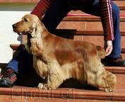 Show quality english cocker spaniel puppies in Hungary