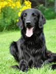Flat coated retriever s PP black puppy - Flat Coated Retriever (121) Flat coated retriever s PP black puppy - Flat Coated Retriever (121)