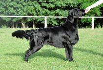 Flat coated retriever s PP black puppy - Flat Coated Retriever (121)