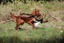 Irish setter puppies