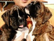 German boxer puppies, F:Big Boss Signum Laudis - German Boxer (144)