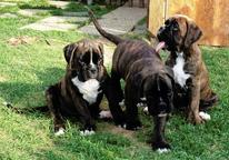 German boxer puppies, F:Big Boss Signum Laudis - German Boxer (144)