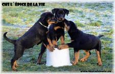 Beauceron - puppies - females - Beauceron (044)