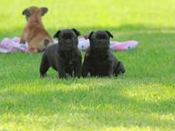 French bulldog puppies for sale - French Bulldog (101)