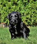 Briard puppies FCI - Briard (113)