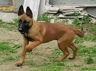 Belgian Shepherd Malinois puppies for sale - Belgian Shepherd Dog (015)