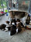 American Akita puppies with pedigree type A  - Akita (255)