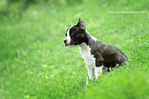 Show quality female puppy available! - American Staffordshire Terrier (286)