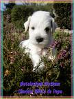 White miniature schnauzer. Lovely Puppies - Schnauzer (182)