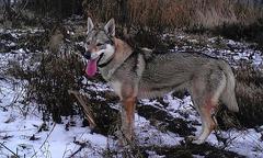 Československý vlčiak puppies - Czechoslovakian Wolfdog (332)
