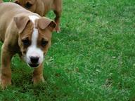 American Staffordshire Terrier