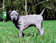 Thailand ridgeback - Thai Ridgeback Dog (338)