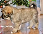 Tibetan Mastiff Puppies for sale - Tibetan Mastiff (230)