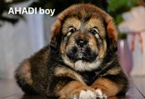 Tibetan Mastiff Puppies for sale - Tibetan Mastiff (230)