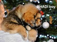 Tibetan Mastiff Puppies for sale - Tibetan Mastiff (230)